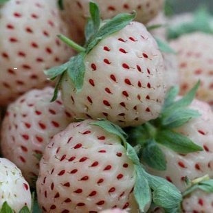 Gói 50 hạt giống dâu tây Mix nhiều màu