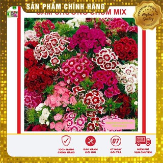 Hạt giống Hoa Cẩm Chướng Chùm 50 Hạt [Bán Sỉ]
