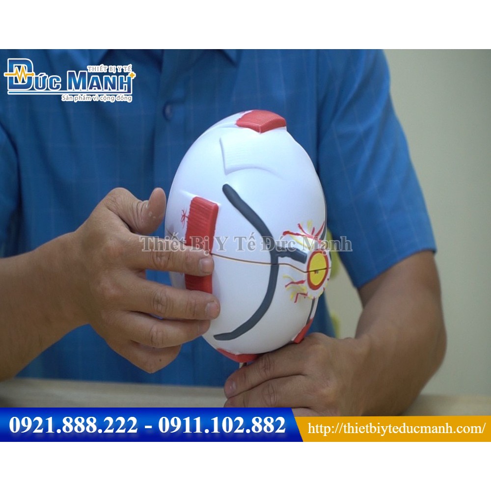 Mô hình giải phẫu mắt