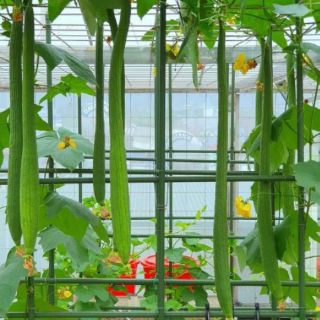 Hạt giống mướp hương siêu dài F1 Thái lan 2gr (HGNN1)