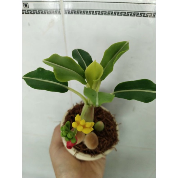 Chậu chuối đất sét mini