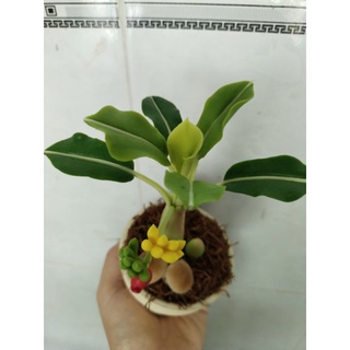 Chậu chuối đất sét mini