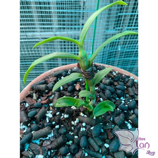 Lan Phi Điệp 🍀FREESHIP🍀 5 Cánh Trắng Bảo Duy [ Ươm Kie ]