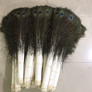 Lông công 80-85cm loại siêu TO ĐẸP