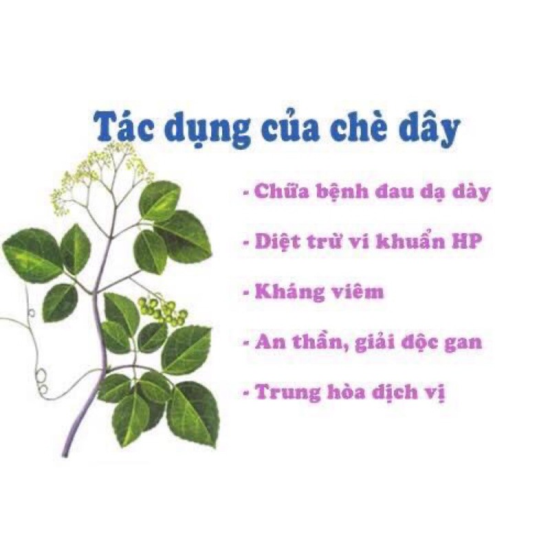🌳🌳CHÈ DÂY RỪNG Măng đen 1 ký