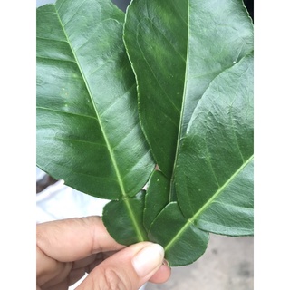 Lá bưởi tươi tại vườn 60K 1 ký