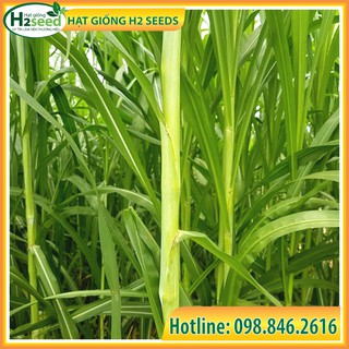 Hạt giống cỏ voi lai - gói 50g - Hạt Giống năng suất, giàu dinh dưỡng dùng trong chăn nuôi trâu, bò, cá, thỏ...