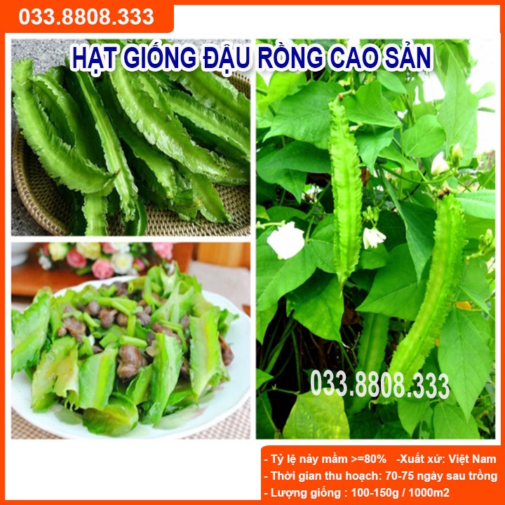 Hạt Giống Đậu Rồng 20gram -Giống Tốt Nhanh Thu Hoạch