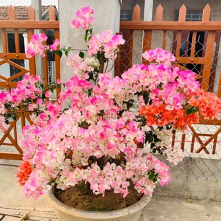 Hoa Giấy Thái Siêu Hoa Cây Giống (Hình 6.7.8)