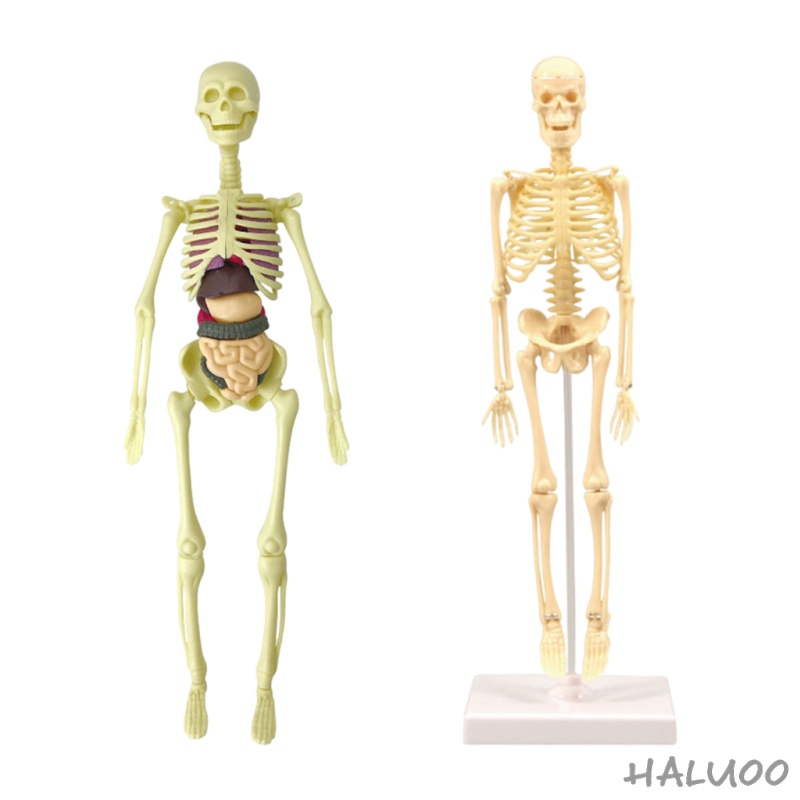 Mô Hình Bộ Xương Người Dùng Giải Phẫu Cơ Thể Với Xương Nhìn Như Thật Và Chuyển Động Cho Học Khoa Học Trẻ Em