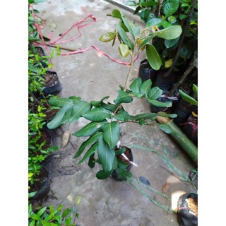 Cây Nhãn Xuồng Tím cơm dày
