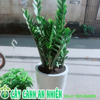 Chậu Cây Kim Tiền Cao Trên 1m