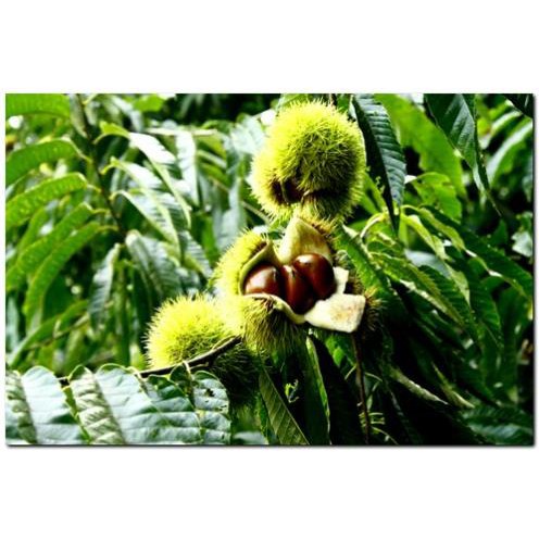CÂY GIỐNG CÂY HẠT DẺ TRÙNG KHÁNH ,LOẠI HẠT TO, SIÊU QUẢ,SIÊU HẠT, SIÊU KINH TẾ