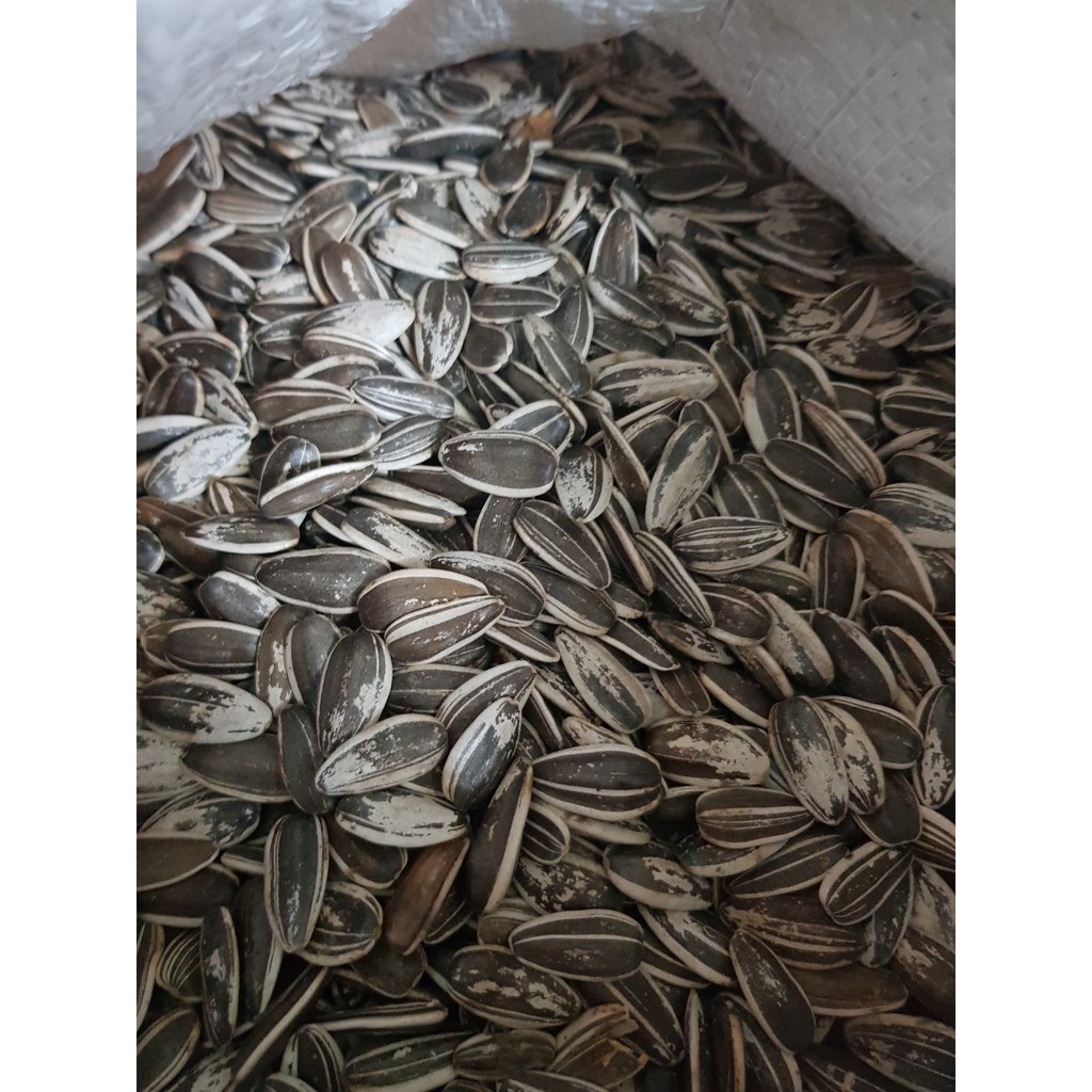 Hạt Hướng Dương sọc lớn cho vẹt, sóc, hamster ăn gói 500g - 1kg