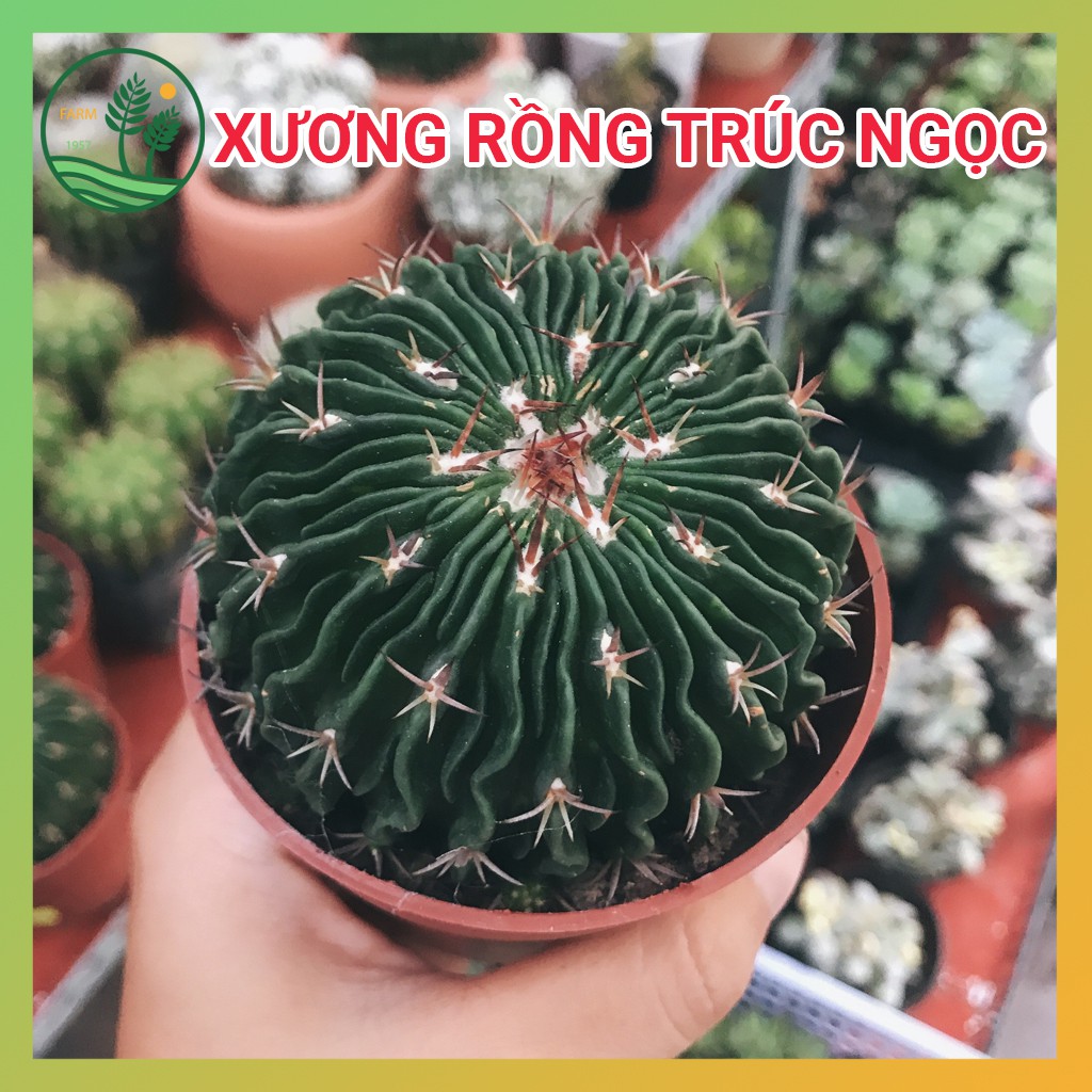 Xương Rồng Trúc Ngọc Size 8 - 10cm