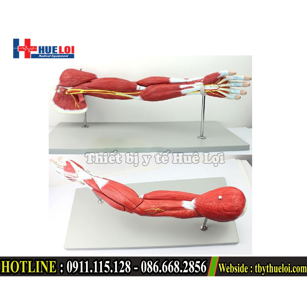 Bộ mô hình giải phẫu cơ và thần kinh chi trên - Mô hình giải phẫu cơ tay