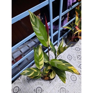 Cây chuối thiên điểu lá Cẩm thạch