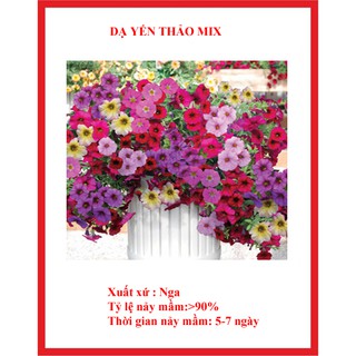 hạt giống dạ yến thảo Mix 100 hạt