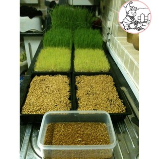 HẠT MẦM LÚA MẠCH - GÓI 100 GRAM