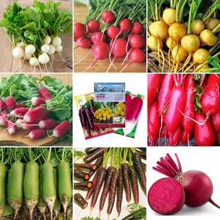 Hạt giống rau ăn được Hạt giống củ cải Hạt giống cà rốt Hạt giống củ cải đường Hạt giống củ cải Hạt giống