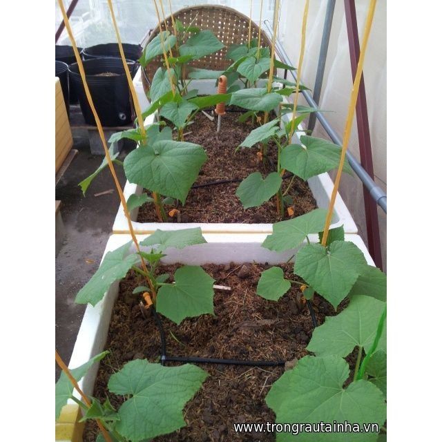 Hạt Giống Dưa Leo F1 Siêu Năng Suất PN-636 Phú Nông - Gói 1g