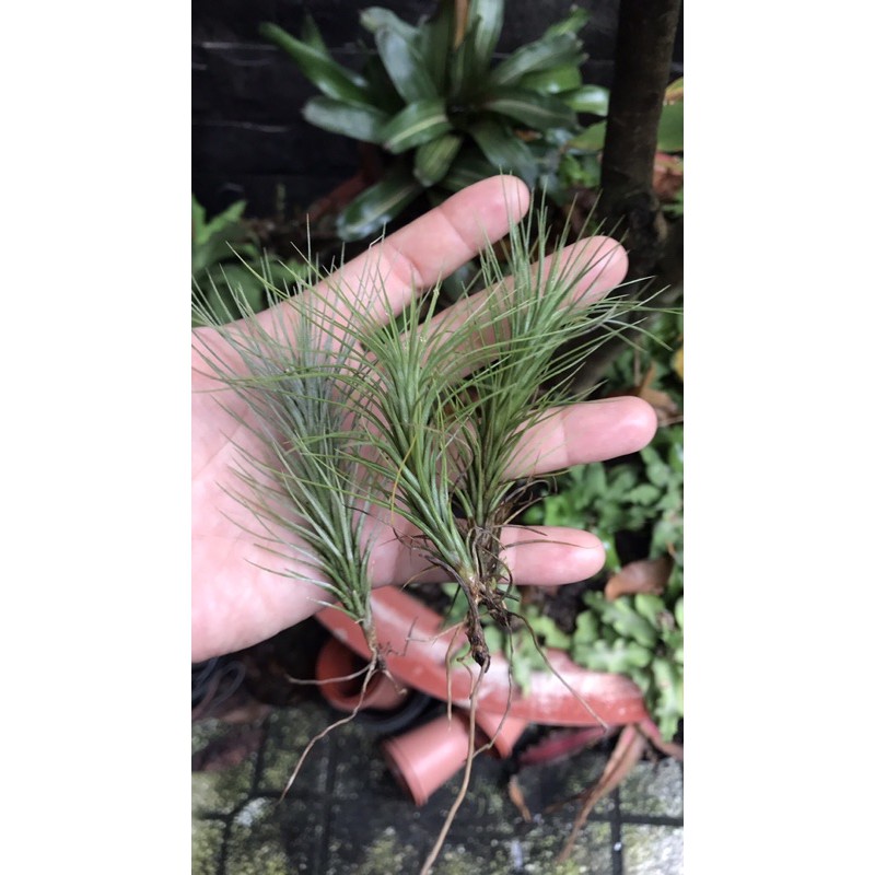 Cây không khí hồ ly -Tillandsia funckiana