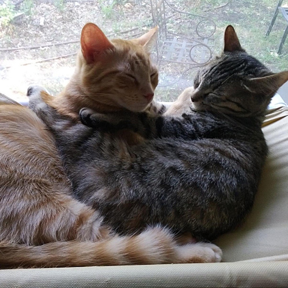 Võng Nằm Cho Thú Cưng Có Giác Hút Gắn Cửa Sổ