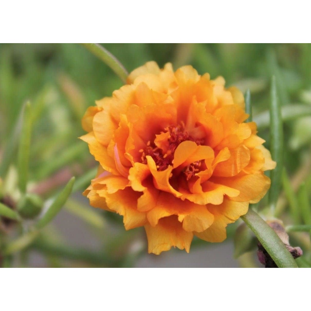 Hạt giống Hoa Dễ Trồng Mỹ, Nhiều Màu, Tỷ Lệ Nảy Mầm Cao, Trồng Được Quanh NămMoss Rose Seeds - Yellow~ seeds Great in Co