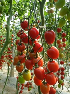 Hạt Giống Cà Chua Cherry Đỏ