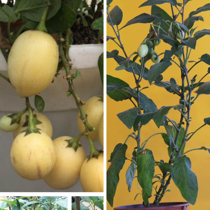 Dưa pepino giống