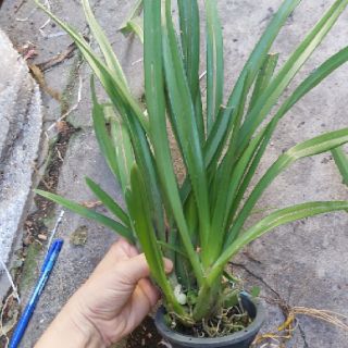 Kiếm đỏ mỹ lai kiếm đỏ thái