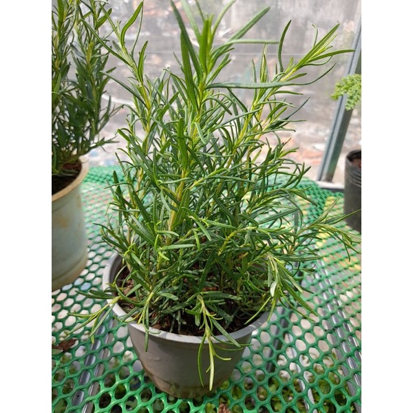Chậu Cây hương thảo (romarin-rosemary) chậu trung, chậu lớn, chậu đại