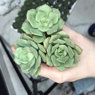 Sen đá Bánh Bèo size vĩ 3-5cm - sen đá đà lạt giá rẻ
