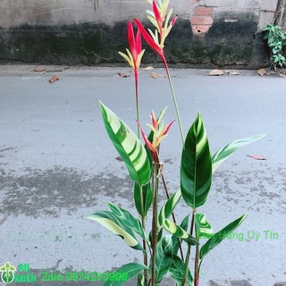 Chuối mỏ két size đại