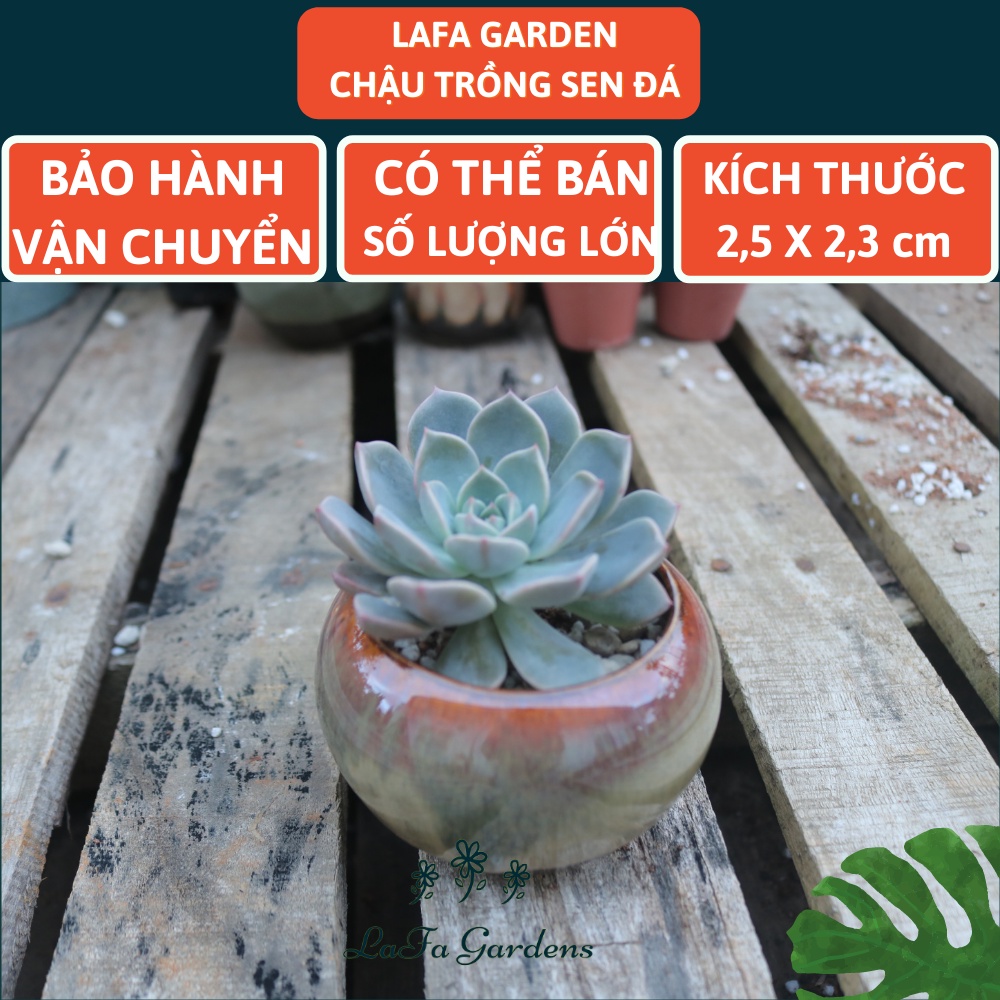 Chậu trồng sen đá đất nung 1 cái LAFA GARDEN, đặc biệt chuyên trồng cây sen đá