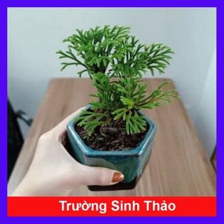 Cây Trường Sinh Thảo - cây cảnh bonsai - caykiengsadec