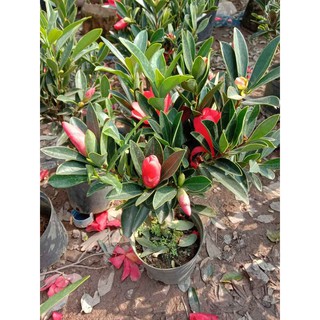 [FREESHIP - Xả Khô Máu] Cây trà tứ quý