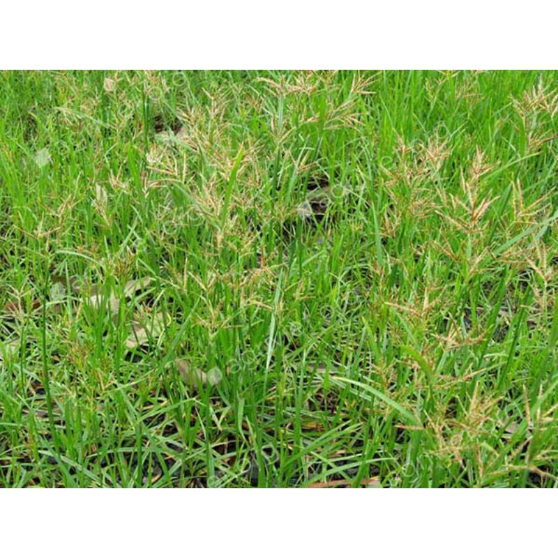 1kg cây cỏ may khô