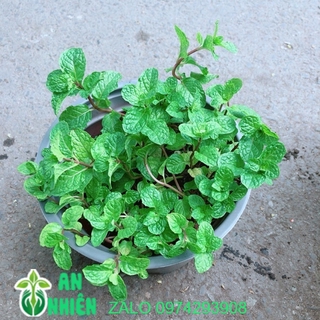 Chậu Cây Rau Húng Lủi