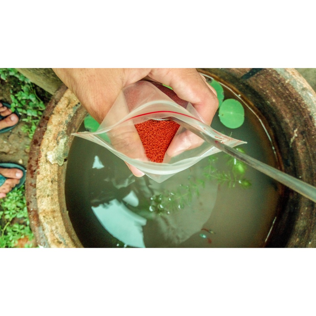 CÁM THÁI GIÚP CÁ 7 MÀU NHANH LỚN VÀ MÀU ĐẸP (100Gram)