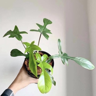 Cây én xanh-Philodenron florida beauty green