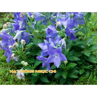 Hạt Giống Hoa Cát Cánh - 50 Hạt