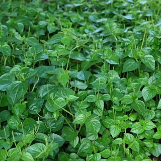 0,5GR - HẠT GIỐNG RAU CÀNG CUA