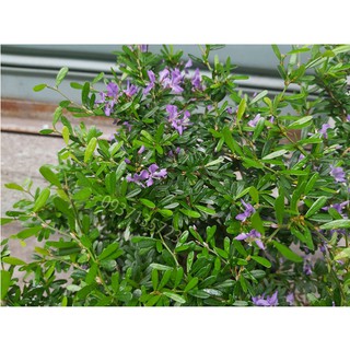 CÂY LINH SAM -CAO TỪ  20-35 CM