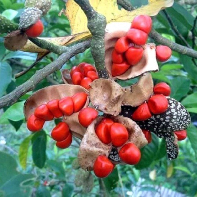 Cây dổi giống Ngagarden