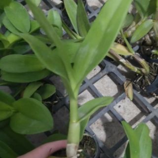 Hoa lan bà liễu hoa thơm