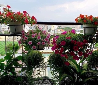 Giỏ treo cây ban công