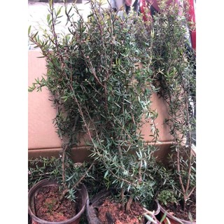 CÂY TÙNG TUYẾT MAI