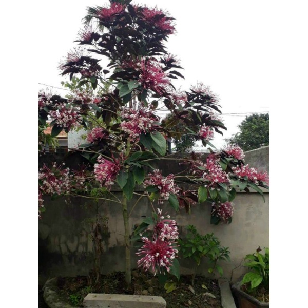 Cây phao hoa
