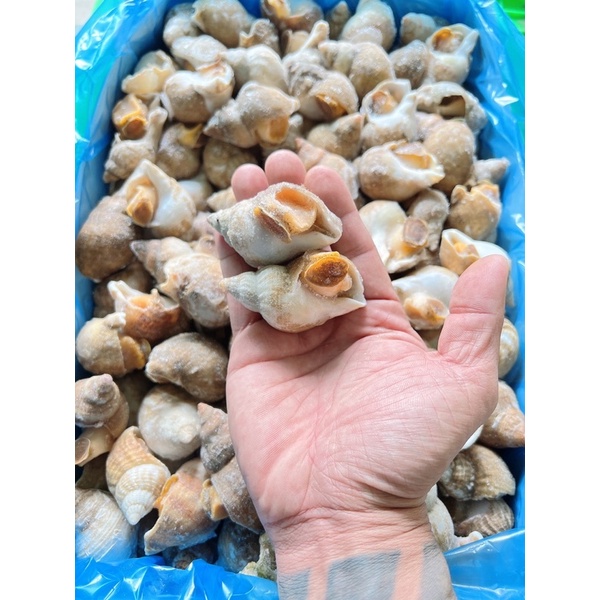 Ốc Bulot Pháp size 30/50 bịch 1kg